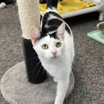 Domestic Short Hair Cats Available for Adoption in Buffalo, New York - Nessa | PetCurious