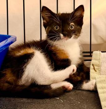 *Evey (Ev-ee) -  Domestic Short Hair Cat for Adoption in Newnan, Georgia - *Evey (Ev-ee) | PetCurious