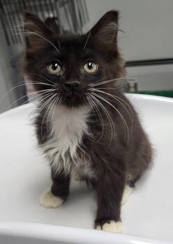 If-3 Faust -  Domestic Medium Hair Cat for Adoption in Lawrenceville, Georgia - If-3 Faust | PetCurious