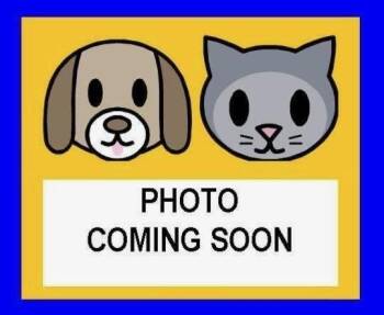 Domestic Short Hair Cats Available for Adoption in San Antonio, Texas - COTTON | PetCurious