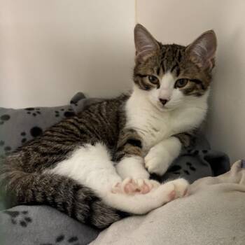 Juno -  Domestic Short Hair Cat Available for Adoption in West Palm Beach, Florida - Juno | PetCurious