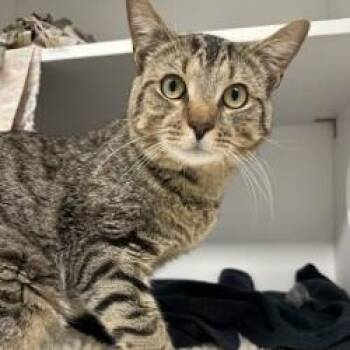 Shore (ID 52139) -  Domestic Short Hair Cat for Adoption in Manassas, Virginia - Shore (ID 52139) | PetCurious
