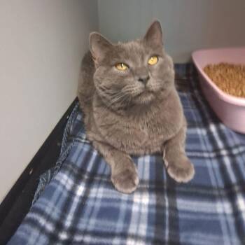 Smokie -  Russian Blue Cat for Adoption in Kingman, Arizona - Smokie | PetCurious