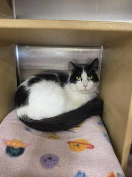 Bandit      GFRCC -  Domestic Medium Hair Cat for Adoption in Metamora, Illinois - Bandit      GFRCC | PetCurious