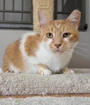 Pumpkin -  Domestic Short Hair and Tabby Cat for Adoption in Mount Clemens, Michigan - Pumpkin | PetCurious