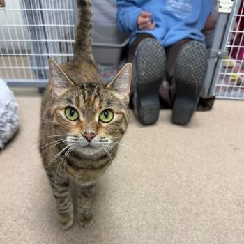 Darling -  Domestic Short Hair Cat for Adoption in Oshkosh, Wisconsin - Darling | PetCurious