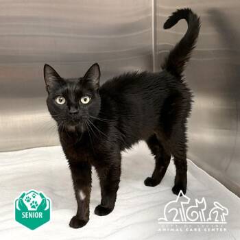 NYX -  Domestic Short Hair Cat for Adoption in Irvine, California - NYX | PetCurious