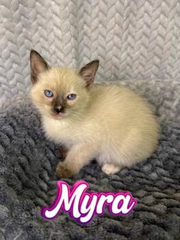 Siamese Cats Available for Adoption in Boerne, Texas - Myra | PetCurious