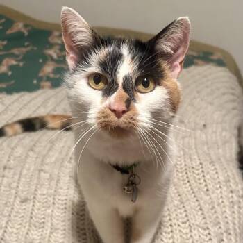 Domestic Short Hair Cats Available for Adoption - Fern | PetCurious