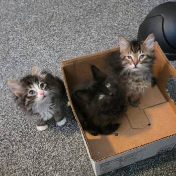 Mirah, Miki, & Magnetic Fields -  Domestic Long Hair Cat for Adoption in New Berlin, Wisconsin - Mirah, Miki, & Magnetic Fields | PetCurious