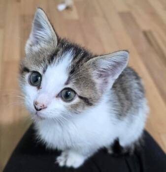 Morticia -  Domestic Short Hair Cat for Adoption in Taycheedah, Wisconsin - Morticia | PetCurious