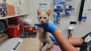 PIMENTO -  Domestic Medium Hair Cat for Adoption in Albuquerque, New Mexico - PIMENTO | PetCurious