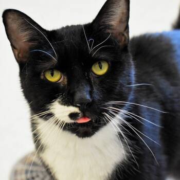 Rescue Domestic Short Hair Cats for Adoption in Waynesboro, Pennsylvania - Justice | PetCurious