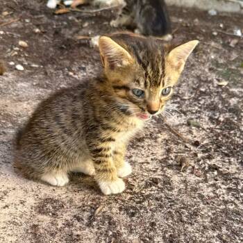 Xander -  Tabby and Domestic Short Hair Cat for Adoption in Humble, Texas - Xander | PetCurious