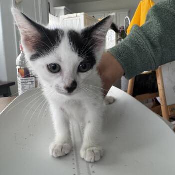 Domestic Medium Hair Cats Available for Adoption in Park Row, Texas - Lolo | PetCurious