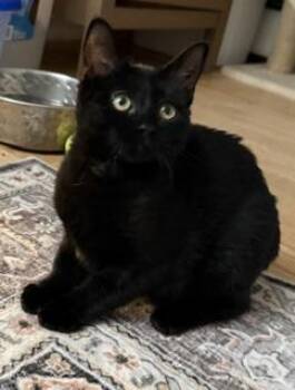 Jill -  Domestic Short Hair Cat for Adoption in Lemoyne, Pennsylvania - Jill | PetCurious