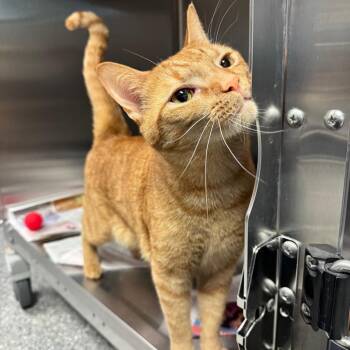Guacamole -  Domestic Short Hair Cat for Adoption in Hendersonville, North Carolina - Guacamole | PetCurious