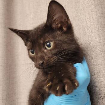 Domestic Short Hair Cats Available for Adoption in Hattiesburg, Mississippi - Kung Fu Kitty | PetCurious