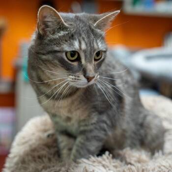 Domestic Short Hair Cats Available for Adoption in Gainesville, Georgia - Wilson | PetCurious