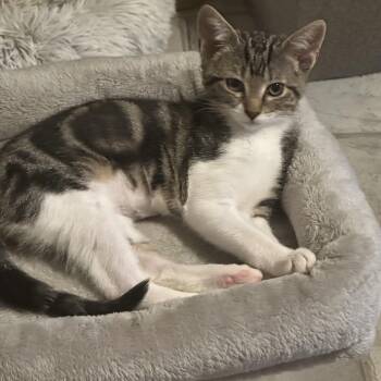 Little Bit -  Domestic Short Hair Cat for Adoption in Tuttle, Oklahoma - Little Bit | PetCurious