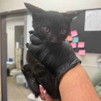 Bro -  Domestic Short Hair Cat for Adoption in Columbiana, Alabama - Bro | PetCurious