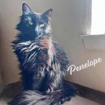 Maine Coon and Domestic Long Hair Cats Available for Adoption in Houston, Texas - Penelope #resilient-sweetheart | PetCurious