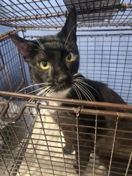 CALLUM -  Domestic Short Hair Cat for Adoption in San Bernardino, California - CALLUM | PetCurious