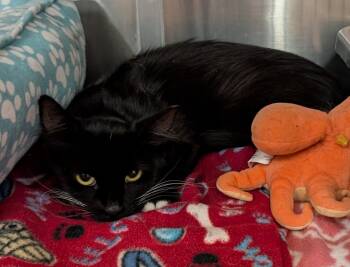 Rescue Domestic Long Hair Cats for Adoption in Tucson, Arizona - Oreo | PetCurious