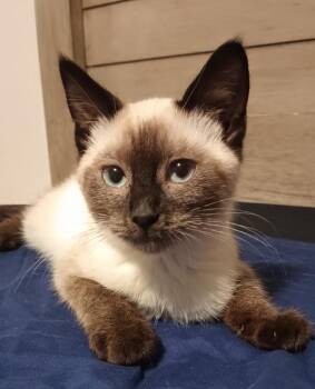 Juliet -  Siamese Cat for Adoption in Vancouver, Washington - Juliet | PetCurious