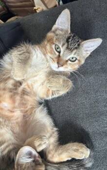 Rescue Domestic Short Hair Cats for Adoption in Melrose, Massachusetts - Starfruit | PetCurious
