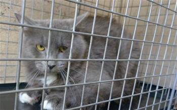 MAHI -  Domestic Short Hair Cat for Adoption in Fort Lauderdale, Florida - MAHI | PetCurious