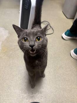 Domestic Short Hair Cats Available for Adoption in Manchester, New Hampshire - Hackensack | PetCurious