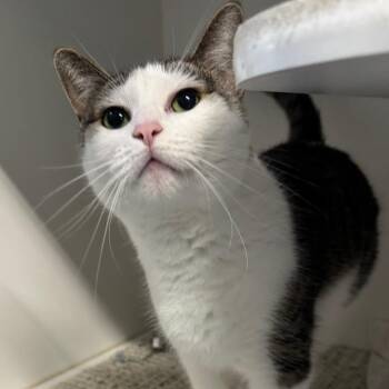 Ino -  Domestic Short Hair Cat for Adoption in Dearborn, Michigan - Ino | PetCurious
