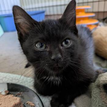 Curry -  Domestic Short Hair Cat for Adoption in Baltimore, Maryland - Curry | PetCurious