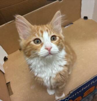 Castaigne -  Domestic Medium Hair Cat for Adoption in Fort Lupton, Colorado - Castaigne | PetCurious