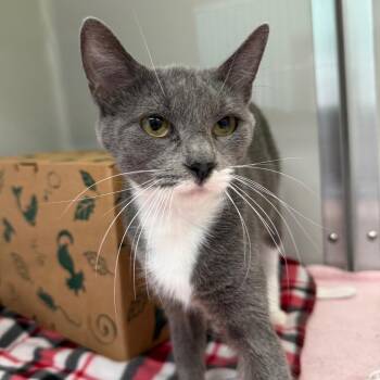 Appletini -  Domestic Short Hair Cat for Adoption in Saint Charles, Missouri - Appletini | PetCurious