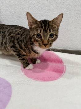 Gonzo -  Domestic Short Hair Cat for Adoption in Las Vegas, Nevada - Gonzo | PetCurious