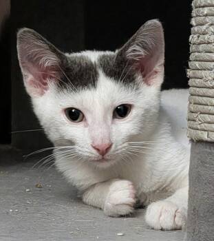 Onyx -  Domestic Short Hair Cat for Adoption in Trenton, New Jersey - Onyx | PetCurious