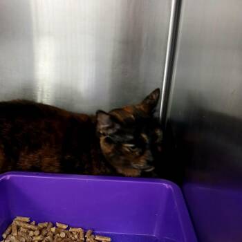 Domestic Short Hair Cats Available for Adoption - 0293-C26 | PetCurious