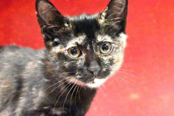 Domestic Short Hair Cats Available for Adoption in Fort Lauderdale, Florida - HISTORIA | PetCurious