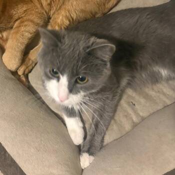Stormy Day -  Domestic Short Hair Cat for Adoption in Philadelphia, Pennsylvania - Stormy Day | PetCurious