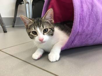 Rescue Domestic Short Hair Cats for Adoption in Greenville, Texas - Peter | PetCurious