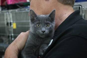 Pinhead Larry -  Domestic Medium Hair and Domestic Short Hair Cat for Adoption in Brunswick, Georgia - Pinhead Larry | PetCurious