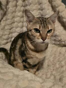 Ella -  Bengal Cat for Adoption in Hamilton, Michigan - Ella | PetCurious