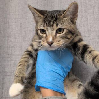 Bird -  Domestic Short Hair Cat for Adoption in Hattiesburg, Mississippi - Bird | PetCurious