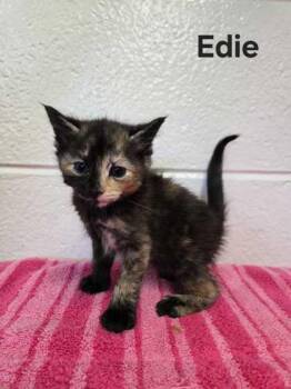 Domestic Short Hair Cats Available for Adoption in Spruce Pine, North Carolina - Edie | PetCurious