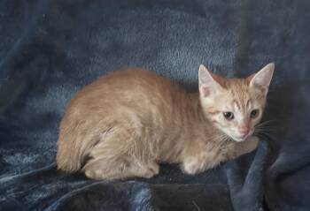 Sourwood Honey -  Manx and Domestic Short Hair Cat for Adoption in Lakewood Ranch, Florida - Sourwood Honey | PetCurious