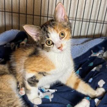 Livie -  Domestic Short Hair Cat for Adoption in Saginaw, Michigan - Livie | PetCurious