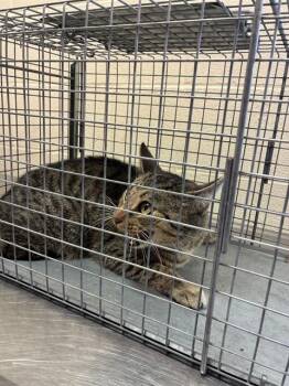 Domestic Short Hair Cats Available for Adoption - ELSA | PetCurious