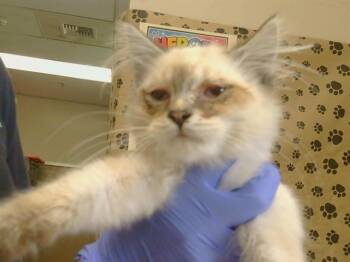 CAESAR -  Siamese Cat for Adoption in Sacramento, California - CAESAR | PetCurious